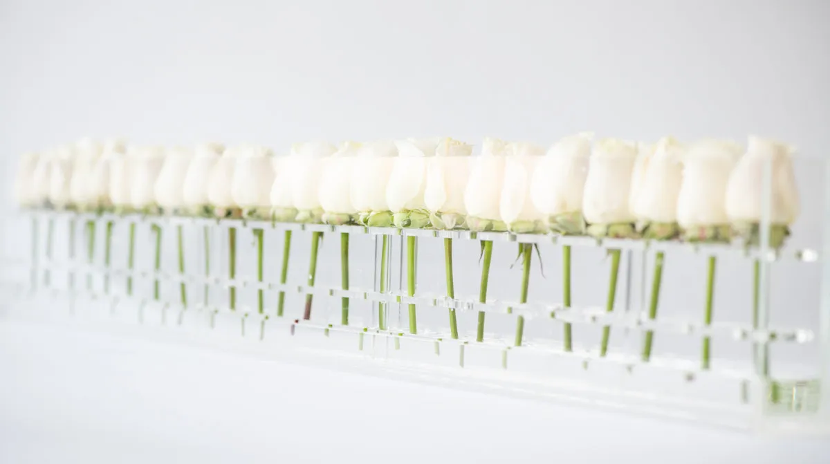24 Roses Single Row