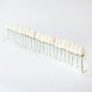 24 Roses Single Row