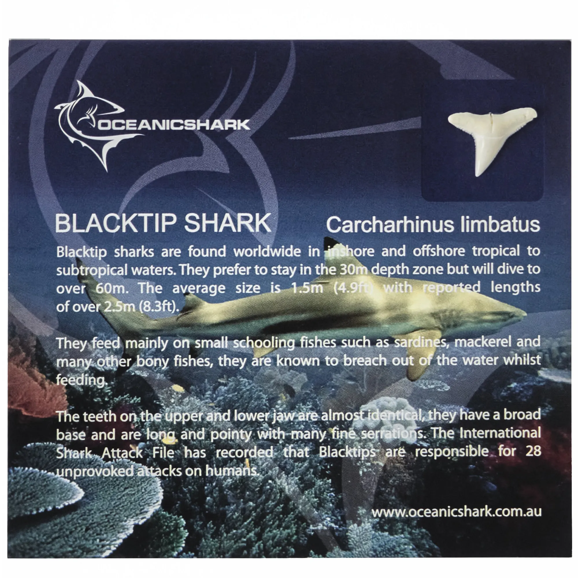 Blacktip Shark Tooth Educational Card