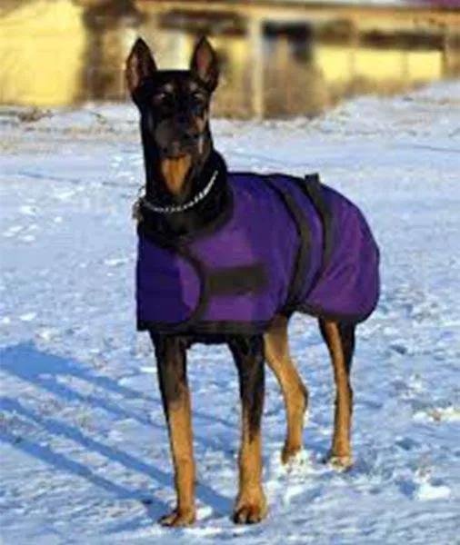 Custom Tailored Dog Blanket