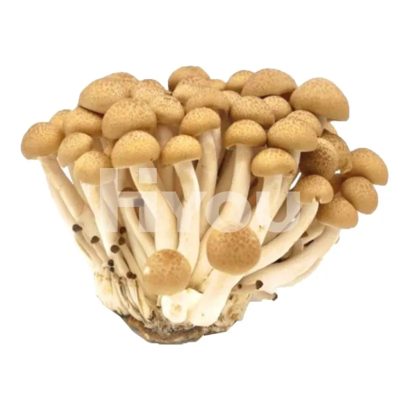 Fresh Brown Bunashimeji Mushroom (Pack)~ 新鮮蟹味菇 (包)