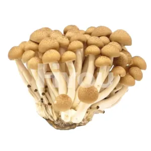 Fresh Brown Bunashimeji Mushroom (Pack)~ 新鮮蟹味菇 (包)