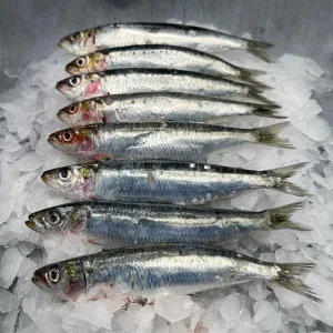 Fresh Sardines