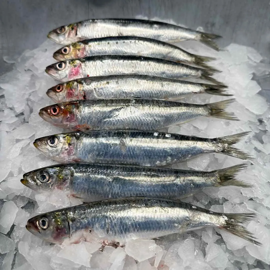 Fresh Sardines