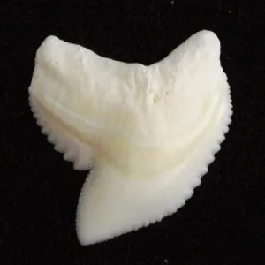 Tiger shark loose tooth collector A  specimen generic